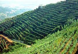 Vinitaly: giovane viticoltore del 'Candia' scelto da Toscana per 'Benemeriti della viticoltura italiana'