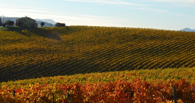 La Regione autorizza 895 viticoltori all'impianto di 600 ettari di nuovi vigneti