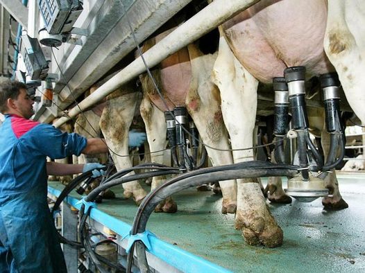 Saccardi: “Invitiamo al rispetto dell’accordo sul prezzo del latte alla stalla”
