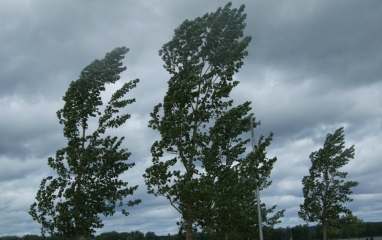 Dalle 12 di oggi allerta regionale arancione per vento forte