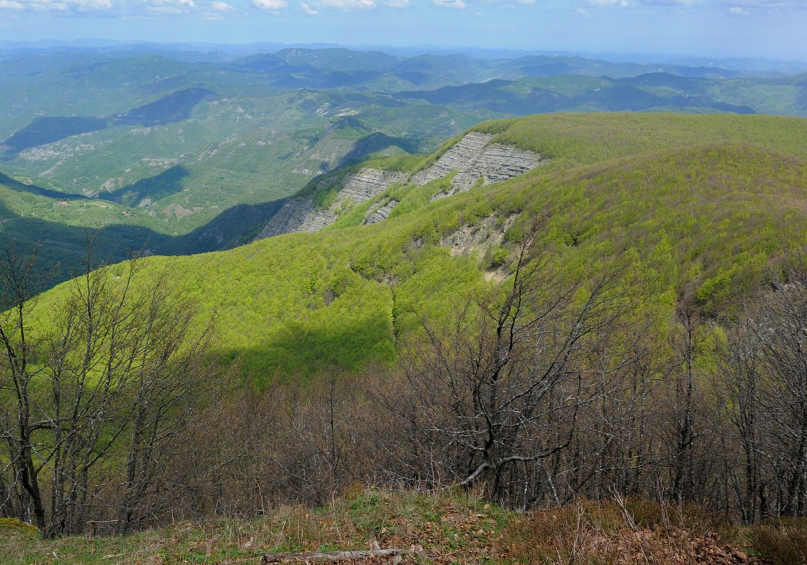 Foreste, presto bando da 9 milioni per interventi di manutenzione e riqualificazione