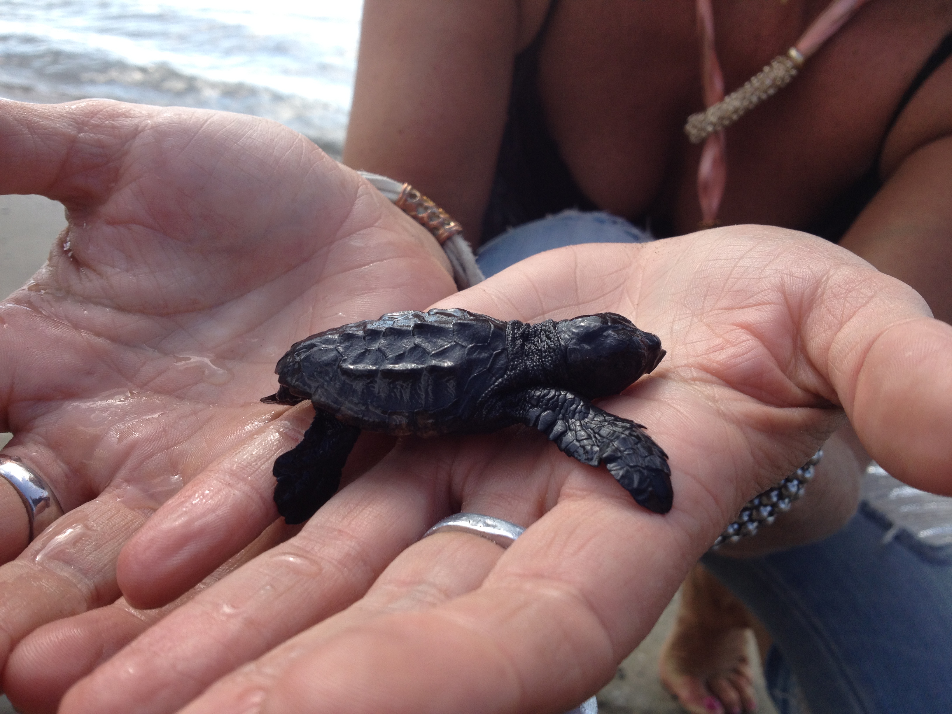 A lieto fine la storia della tartaruga marina Eleonora