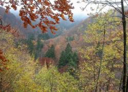Parco foreste casentinesi, al via la II edizione di