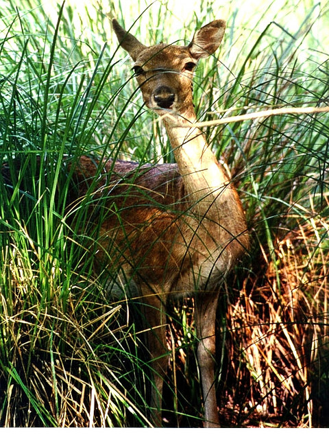 Migliarino, San Rossore, Massaciuccoli: emozioni, biodiversità e cultura