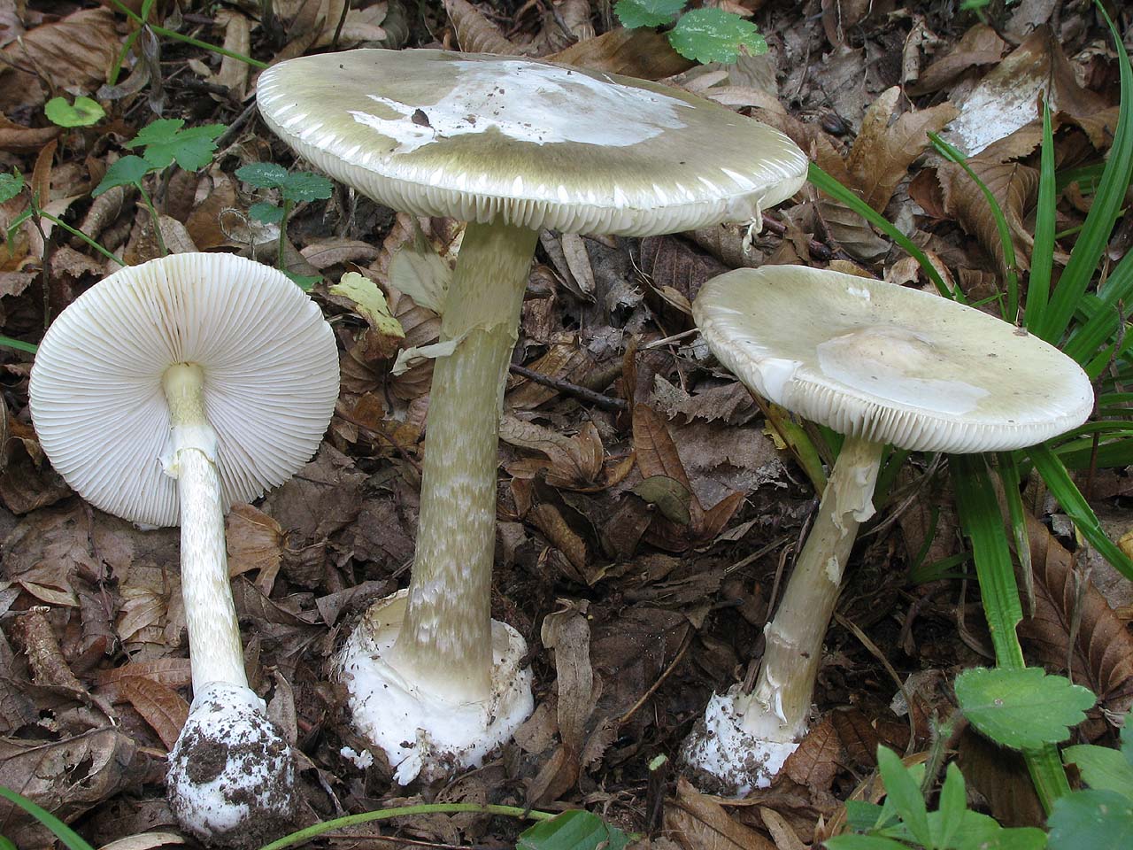 Funghi, l'appello degli esperti: