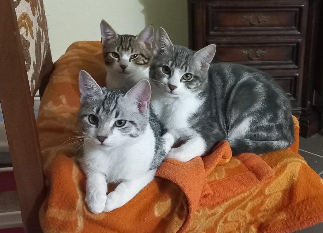 Cani e gatti potranno entrare in strutture sanitarie ed ospedali. Ecco le regole