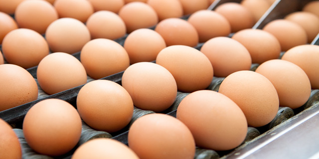 Uova a rischio fipronil, la Toscana intensifica i controlli