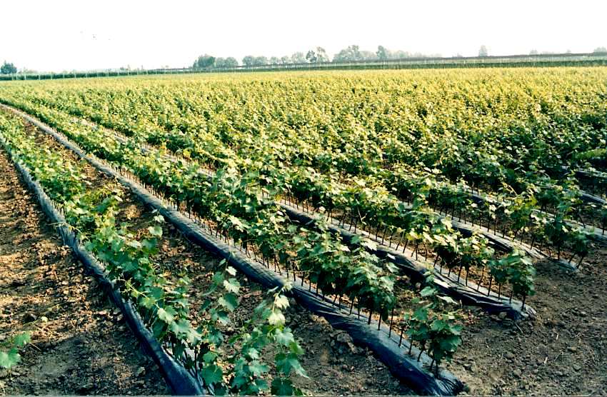 Vino, 13,5 milioni di euro per la promozione 2020/2021 sui mercati internazionali