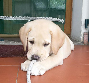 Cuccioli della Scuola cani guida a detenute in semilibertà del carcere di Empoli