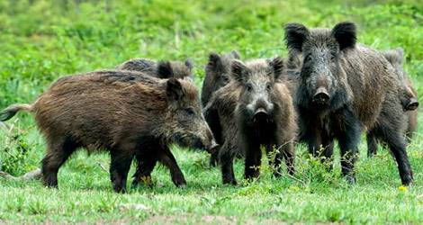 Controllo fauna selvatica: la Consulta conferma i provvedimenti della Regione Toscana