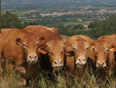 Agrobiodiversità, Saccardi: “Uno studio per la banca del germoplasma bovino”