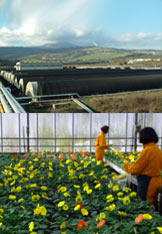 Riunione in Regione per il futuro di Floramiata