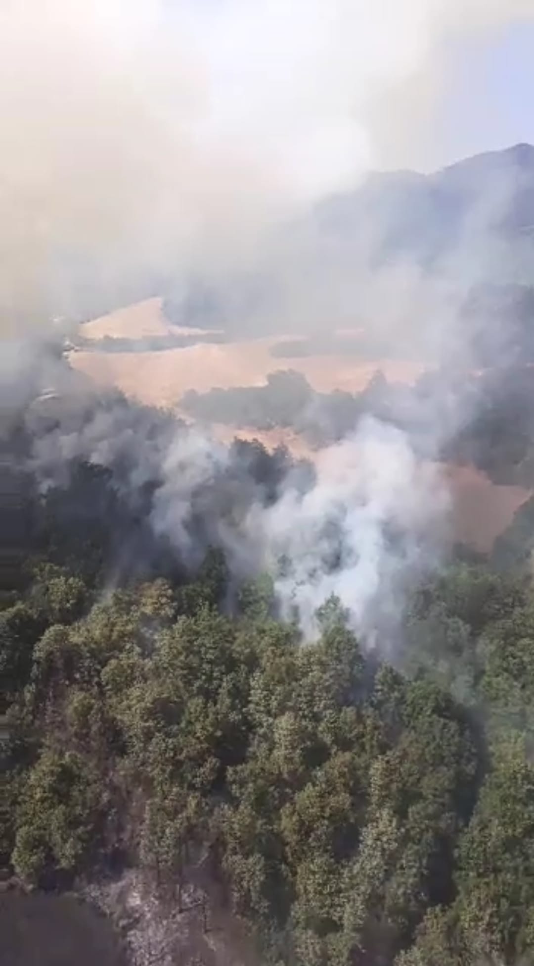 Incendi in Toscana, brucia pineta a Scarperia San Piero 