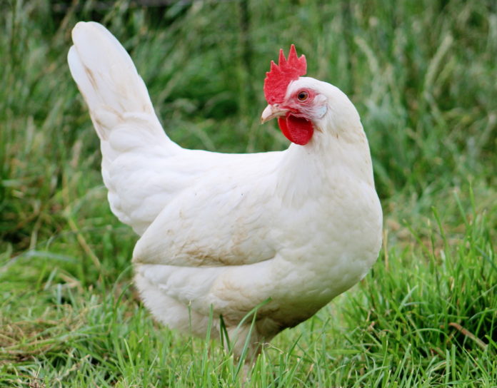 Un convegno per promuovere la gallina di Livorno