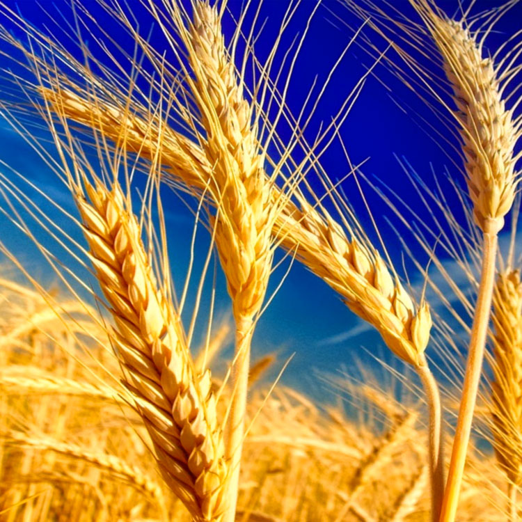 Ad Asciano un consorzio per grano e pasta di qualità