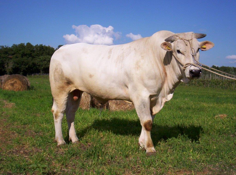 Sanità bovina: approvato nuovo progetto regionale sull'IBR