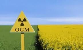 Ogm, domani presentazione studio su impatto ambientale. Partecipa Salvadori
