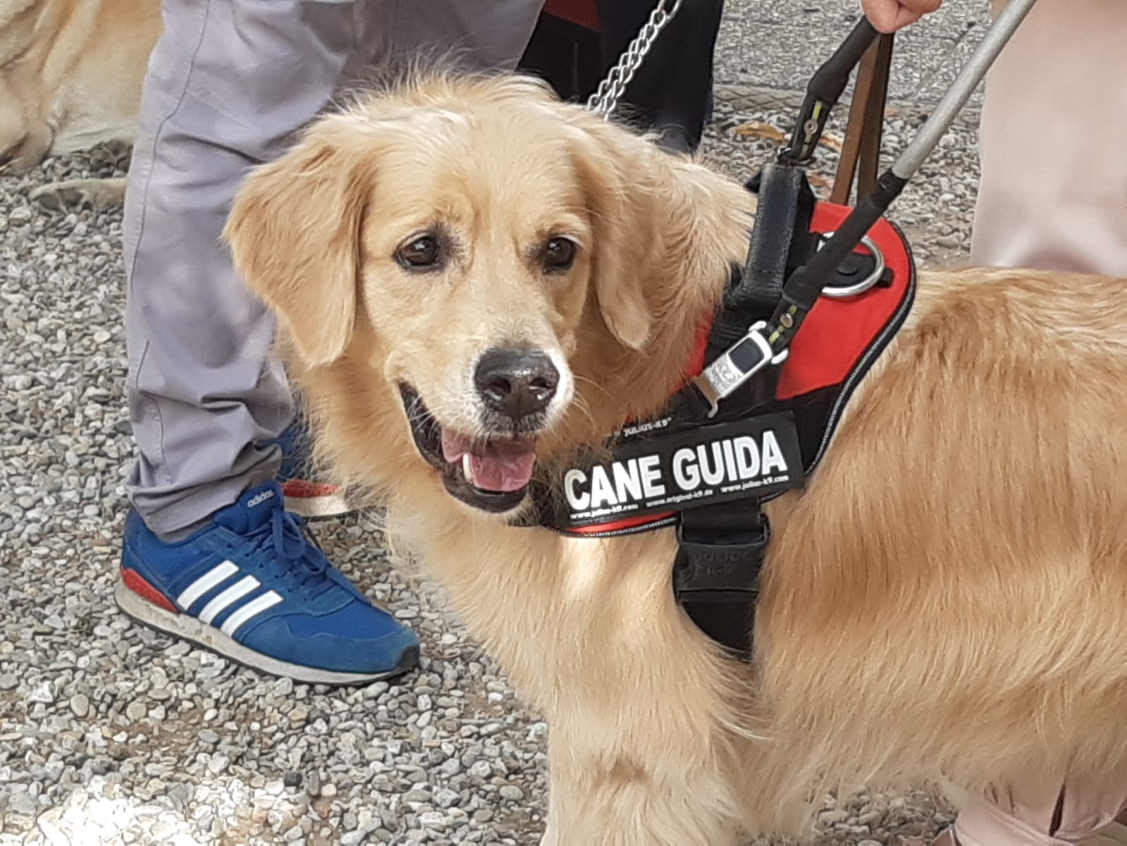 Da grande sarò un cane guida”. Storie di cuccioli in affido alla scuola di Scandicci - Toscana Notizie